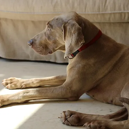 Rambaldi Casa Nr 5 Μπαρντολίνο